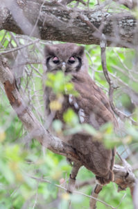 Verreaux's Eagle Owl (Bubo lacteus), adult resting in the canopy during the day, Mpumalanga, South Africa Verreaux's Eagle Owl (Bubo lacteus), adult resting in the canopy during the day, Mpumalanga, South Africa